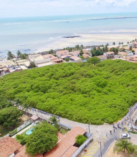 O Maior Cajueiro do Mundo O Maior Cajueiro do Mundo